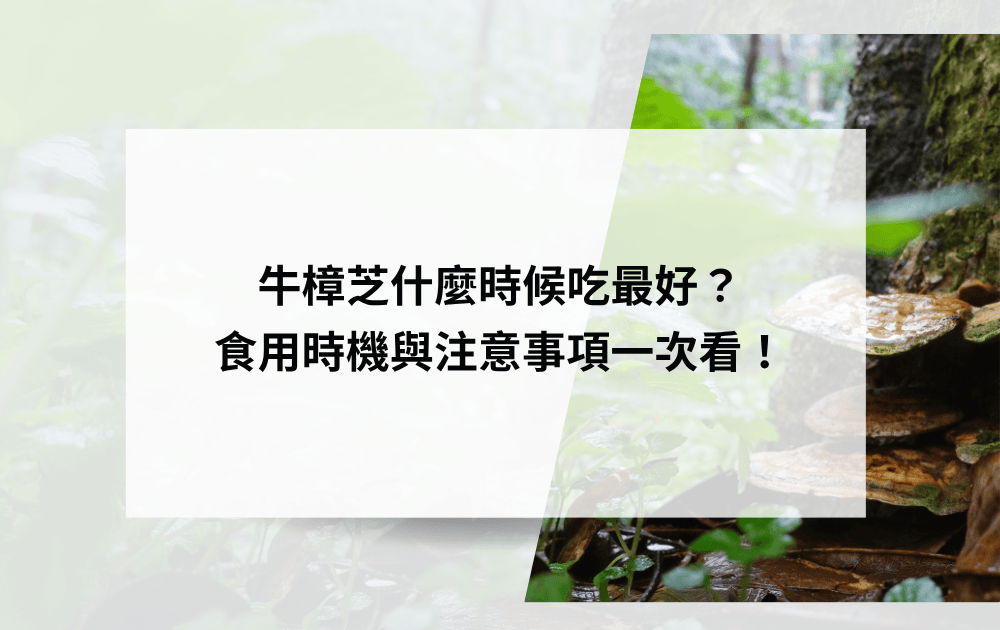牛樟芝什麼時候吃最好
