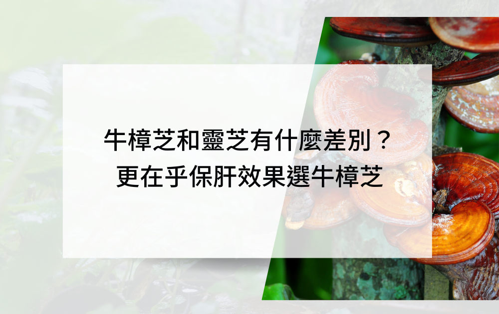 牛樟芝和靈芝有什麼差別？